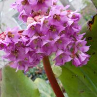 Бадан толстолистный