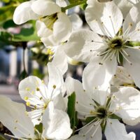 Яблони в цвету — Мне не приснилось... (Николай Рубцов)