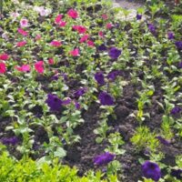 ☘️~Весенние цветочки в моëм городе~☘️