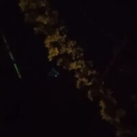 Вечер в саду