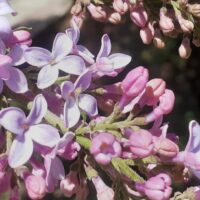 Сирень пораньше зацвела᯽