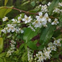 Нет, кто бы что не говорил, цветы все равно прекрасны ♡