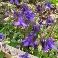 ❣~Не знаю как называются цветы, но выглядит красиво~❣