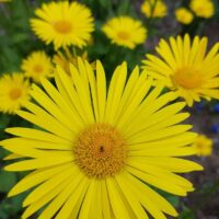 Цвет настроения - жёлтый 💛