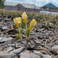 Пышно цветут дорогие цветы нежны и сладки их тонкие запахи... - Бунин