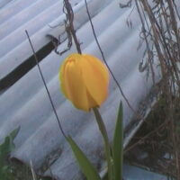 🌻Жёлтый тюльпан🌻