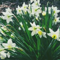 Супер мега цветок название которого я не знаю