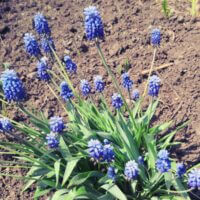 Ещё один супер мега цветок синего цвета 