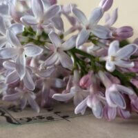 Белая сирень, скажи ты мне, зачем грустить в чужом окне? 