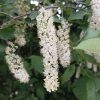 Цветки черёмухи 🏵🤍