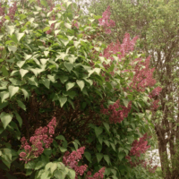 ♡Цветёт сирень, так нежно и красиво, в весенний, ясный, чудный день!♡