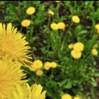 🏵️Dandelions🏵️