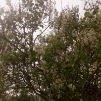 ♡Черёмуха щедро и пышно цветёт. С ней сердце ликует, с ней сердце поёт♡