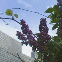 🌺Моя сирень🌺