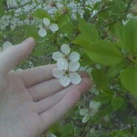 🍒Цветочек вишни🍒