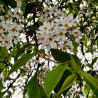 ~Ах, черёмуха белая...~ 