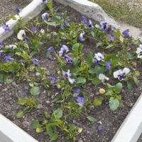 🌿разбита клумба в нашем парке🌿