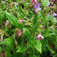 В лесу под дождём 