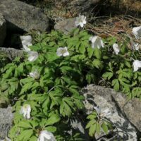 Подснежники🌼. Надеюсь, снег больше не выпадет..... Он недавно растаял.