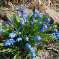 Голубой пролески стайки все усыпали лужайки 🌱.