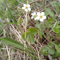 Чистая, нежная, бело-бело-снежная... земляничка!