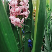 ⁠~✿♡Земля смеётся цветами⁠✿♡~