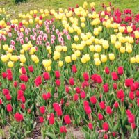 ~⁠✧🌷Flowers🌷✧~