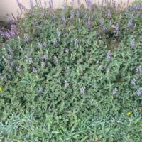 ❁flowers - цветы❁