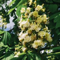 ~♡⁠♪✿Цветы–это музыка земли⁠✿⁠♪♡~