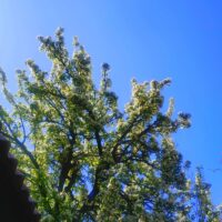 •| цвет стремится к небу |•