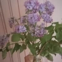 Сирень 🌸💖 