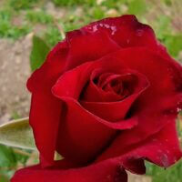 🌹Прекрасная роза🌹