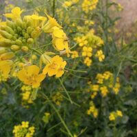 ✨Весенние цветочки✨