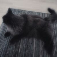 мысли переполнены мурчащими котами [flëur — тёплые коты]