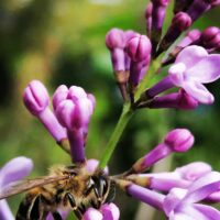 В городе вчера зацвела сирень... алёна швец. - первое свидание