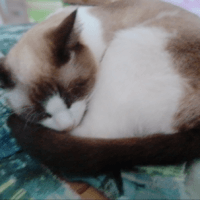 К следующей жизни, когда я стану кошкой...