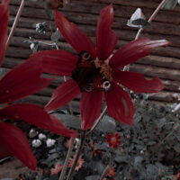 child of nature❀ I'm just a child of nature, I don't need much to set me free꧁꧂