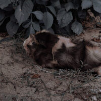 Непохожие~ мы непохожи, даже нашей шерстью тоже, становись в круг и лапы выше...