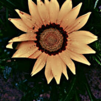 Flower. я в порядке ты в порядке, Прекрасный день без единого облачка, я оставил