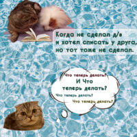 Мем про школу от кота по имени Свитти 🎓🐈