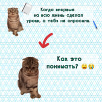 Мем про школу №2 от кота по имени Свитти 🎓🐈