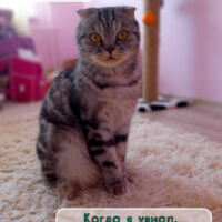 Мем про школу № 3 от кота по имени Свитти 🎓🐈