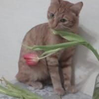 Просто мой кот ест тюльпан