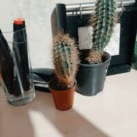 Мои кактусы🌵