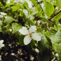 🌿~Philadelphus coronarius