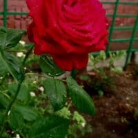 🖤🌹~The scarlet rose after the rain~🌹🖤 ;р