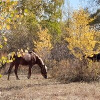 Л-лошадь) 🐴 