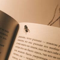 летняя муха сидит на листе книги 