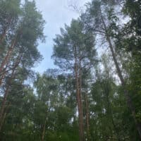 Лес 🌳 