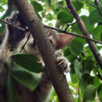 Листья или лапки? 🐾🌿